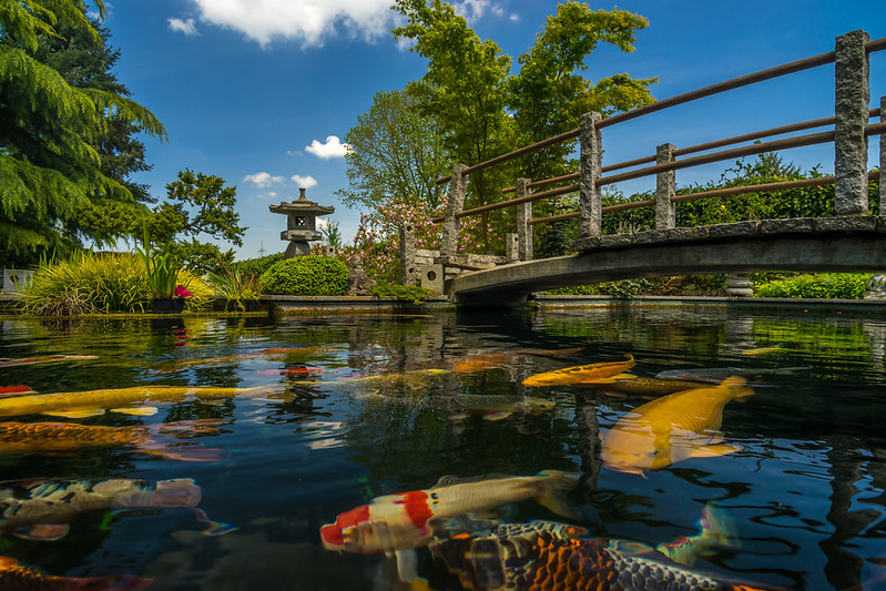 Beautiful Japanese garden with Koi fish water pond