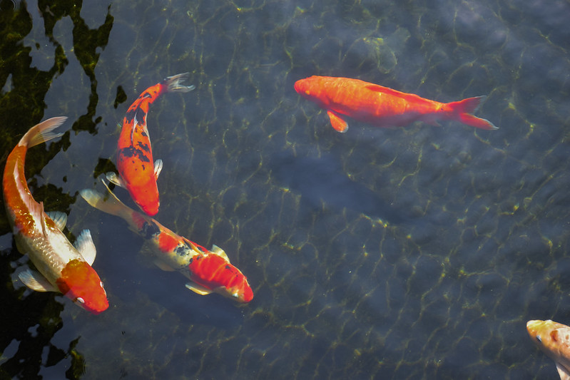 Koi fish in a pond